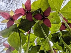 Trillium Photo: Audrey Barker Plotkin