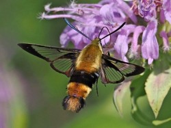 Hummingbird clearwing Photo: Charlie Schwarz
