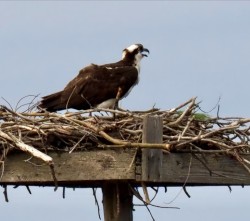 Osprey Photo: Ross Lanius