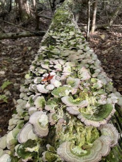 Mushroom log Photo: Louise Mahar