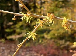 Witch hazel Photo: Gwen Nagel