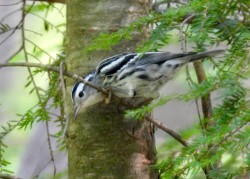 Warbler Photo: Karinne Heise
