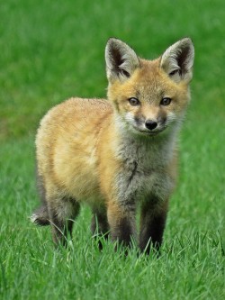 Red Fox Photo: Charlie Schwarz