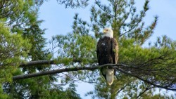 Bald eagle Photo: Tod Dimmick
