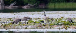 20_geese_crowd_loon.jpg