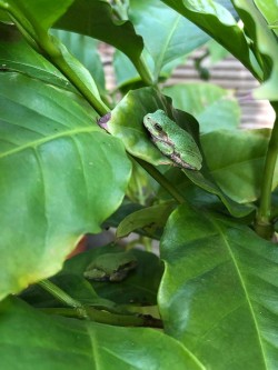 Tree frogs Photo: Mary Droege