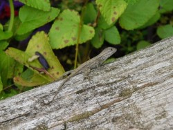 Lizard Photo: Bonnie Honaberger