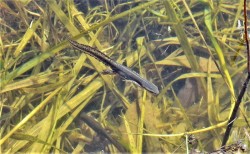 Newt in sun Photo: Sue March