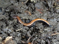 20_red-backed_salamander.jpg