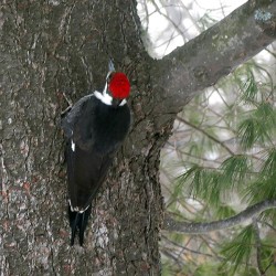 20pileated_woodpecker_022_web.jpg