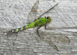 Eastern pondhawk Photo: Karinne Heise