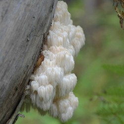 Bears Head Tooth Mushroom Photo: AM Dannis
