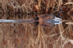 Beaver Photo: Paula Jean Schlax