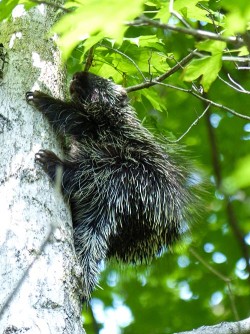 21_climbing_porcupine_sm.jpg