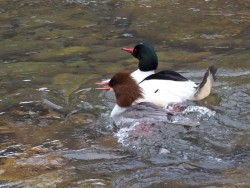Common merganser Photo: Charlie Schwarz