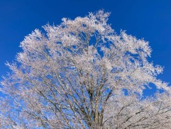 Icy treetops Photo: Richard Philben
