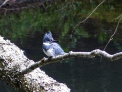 21_kingfisher_looking_left_sm.jpg