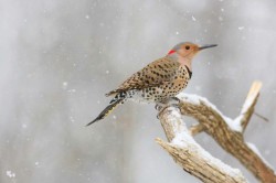 Northern flicker Photo: Tom Grett