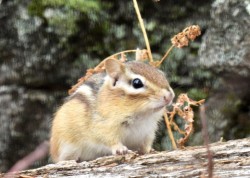 Spring chipmunk Photo: Karinne Heise