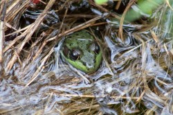 Frog Photo: Gabriella Marchesani