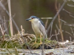 Night heron Photo: Karen Suhrhoff