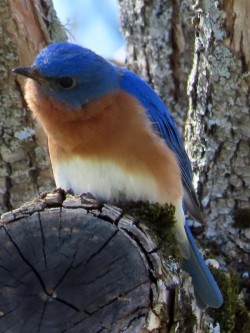 Bluebird Photo: Tina Richard