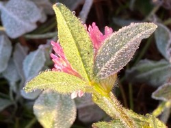 Clover Photo: Deborah DeSalvo