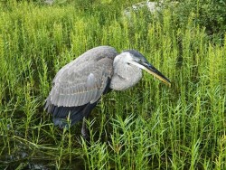 Immature heron Photo: Vladimir Burnin