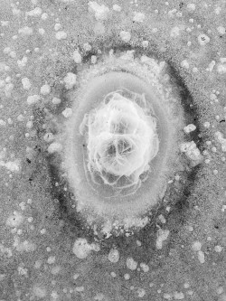 Ice tracks Photo: Kirk T. Gentalen