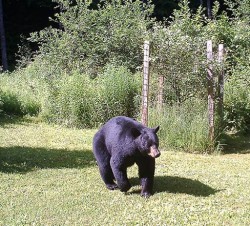 22_june_bear_game_cam.jpg