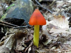 22_mushroom_unknown.jpg