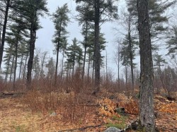Shelterwood harvest Photo: Alex Barrett