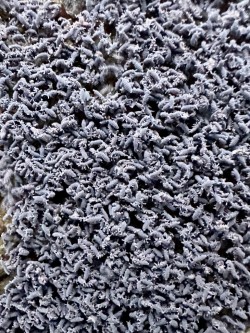 Springtails Photo: Kirk T. Gentalen