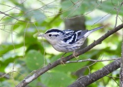 Warbler Photo: Karinne Heise