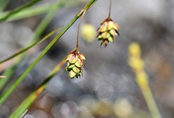 Boreal bog sedge Photo: Liz Thompson
