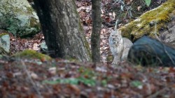 Bobcat Photo: Amy Quist