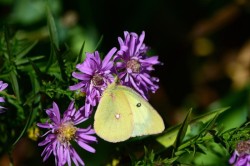 23_clouded_sulphur_butterfly.jpg