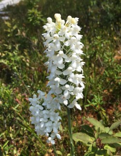 Fringed orchids Photo: Sharon Bombard