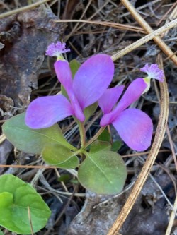 Fringed polygala Photo: Peggy Warwick