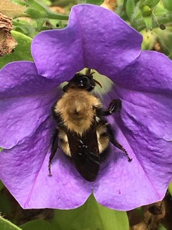 23_large_bumblebee_august.jpg