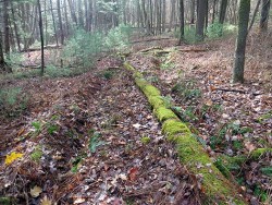 23_old_skidder_ruts.jpg