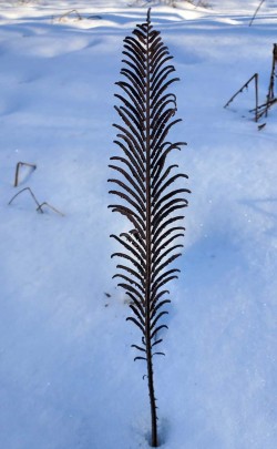 Ostrich fern Photo: Janice Tassinari