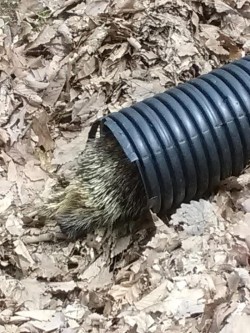 Porcupine Shelter Photo: Bonnie Honaberger