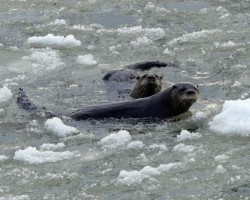 River otters Photo: Sheri Larsen