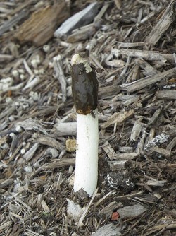23_stinkhorn_fungus.jpg