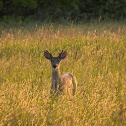 Whitetail buck Photo: Sandy Dannis