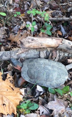 Wood turtle Photo: Bill Leary