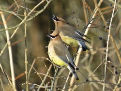 24---cedar_waxwings.jpg