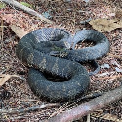 Water snake Photo: Jen Adams