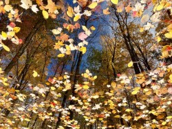 Autumn color Photo: Karinne Heise